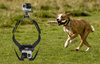 Puluz PU156 | Attachment to the dog's back for sports cameras